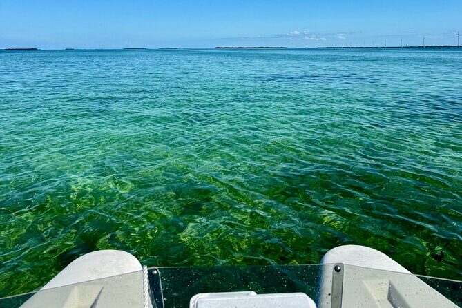 2 Hour Key West Mini Catamaran Eco Tour - Wildlife encounters: what you might spot and how to read the water