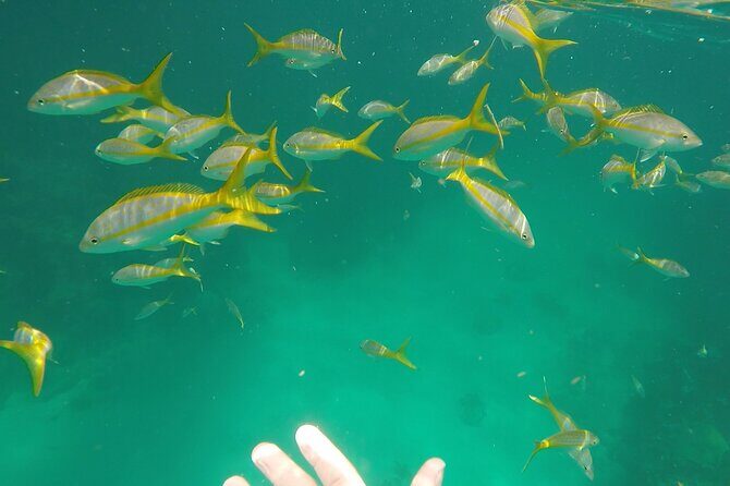 3 Hour Private Snorkeling in Marathon Florida - Key things to know before you go