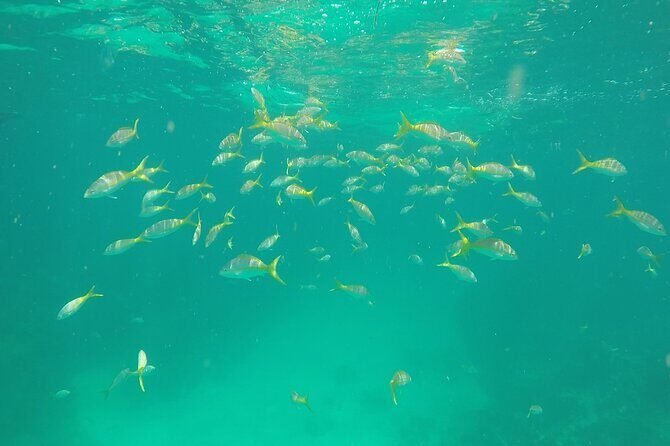 3 Hour Private Snorkeling in Marathon Florida - What you can do besides snorkeling (and why it’s worth it)