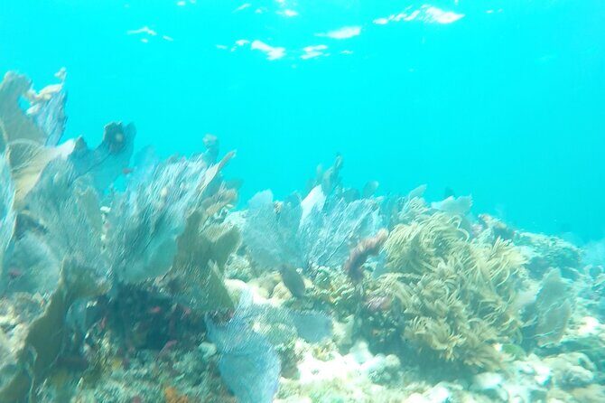 3 Hour Private Snorkeling in Marathon Florida - Captain and guide leadership: safer water and calmer pacing