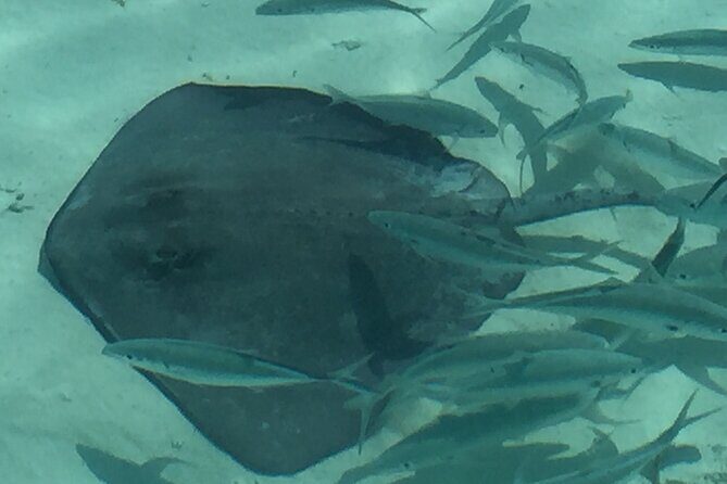 3 Hour Private Snorkeling in Marathon Florida - What’s included vs what you need to bring