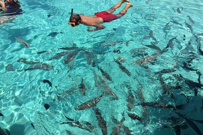 3 Hour Private Snorkeling in Marathon Florida - Physical requirements: what you’ll need to be comfortable with