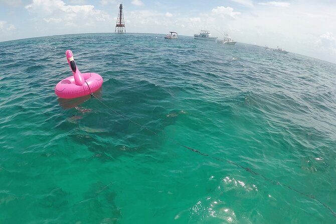 3 Hour Private Snorkeling in Marathon Florida - Getting to the boat: pickup timing and how the day starts