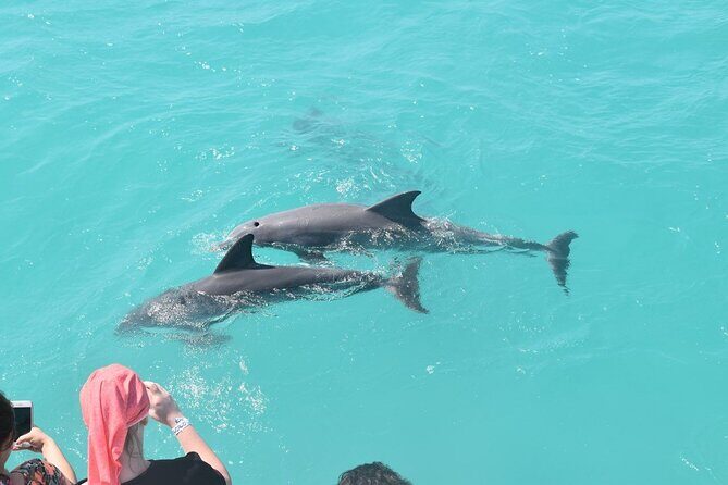 All-Inclusive Sandbar Safari with Dolphin Playground Encounter - Where the tour starts at 201 William St
