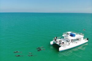 All-Inclusive Sandbar Safari with Dolphin Playground Encounter - Florida Keys National Marine Sanctuary: dolphins, facts, and a sandbar that slows everything down