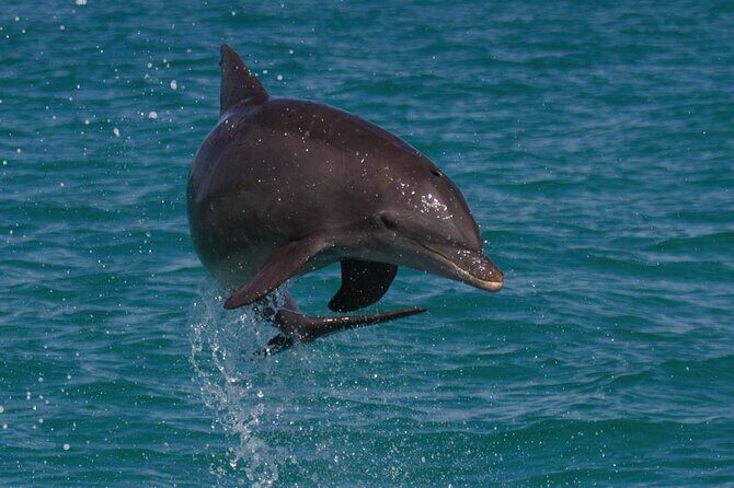 Biologist Owned & Operated: Dolphin Watching & Guided Snorkeling - Key Points at a Glance