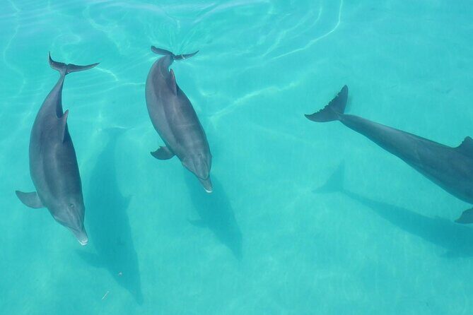 Biologist Owned & Operated: Dolphin Watching & Guided Snorkeling - Boat Comfort and Small-Group Flow: Why 4 Hours Works