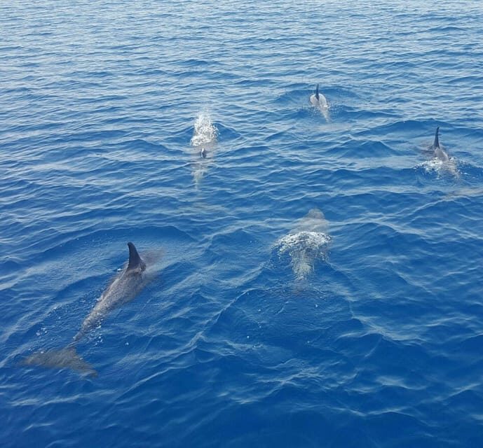Captain's Choice: Dolphin Watch Sunset Sail - Quick hits before you book