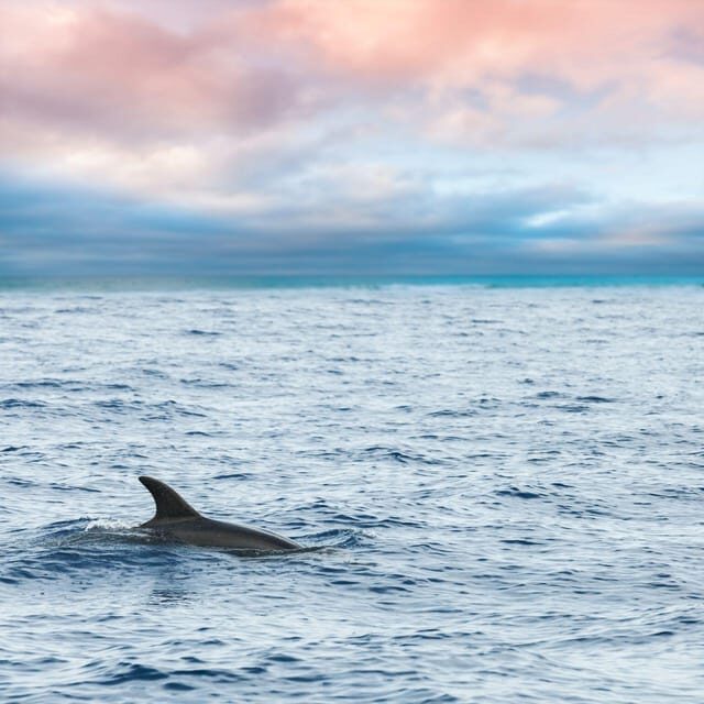 Captain's Choice: Dolphin Watch Sunset Sail - Dolphin tracking: exciting when it happens, still worth it when it doesn’t