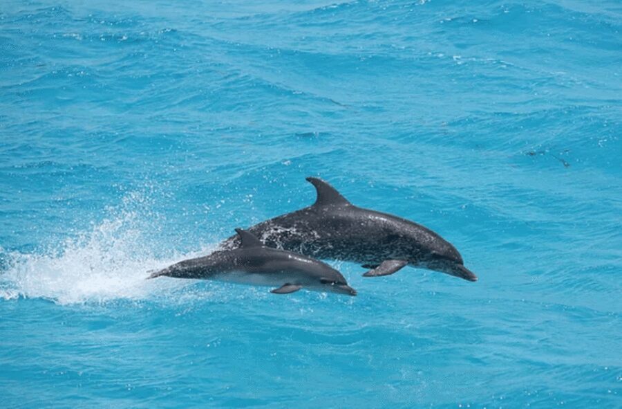 Captain's Choice: Dolphin Watch Sunset Sail - Who this sail suits best (and who should think twice)