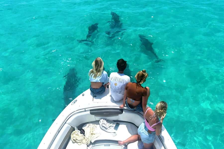 Dolphin & Snorkeling Key West - Dolphin & Snorkeling Key West: The Key Things You’ll Actually Care About