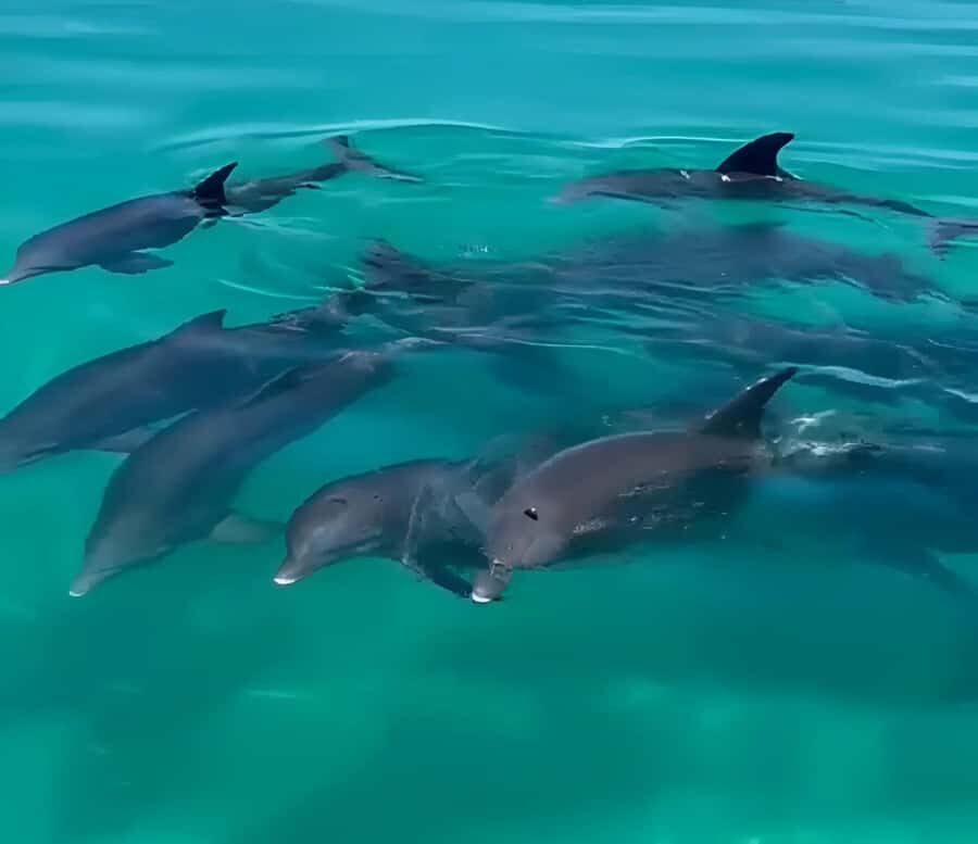 Dolphin & Snorkeling Key West - Snorkeling Time: Gear Included, Wildlife to Look For
