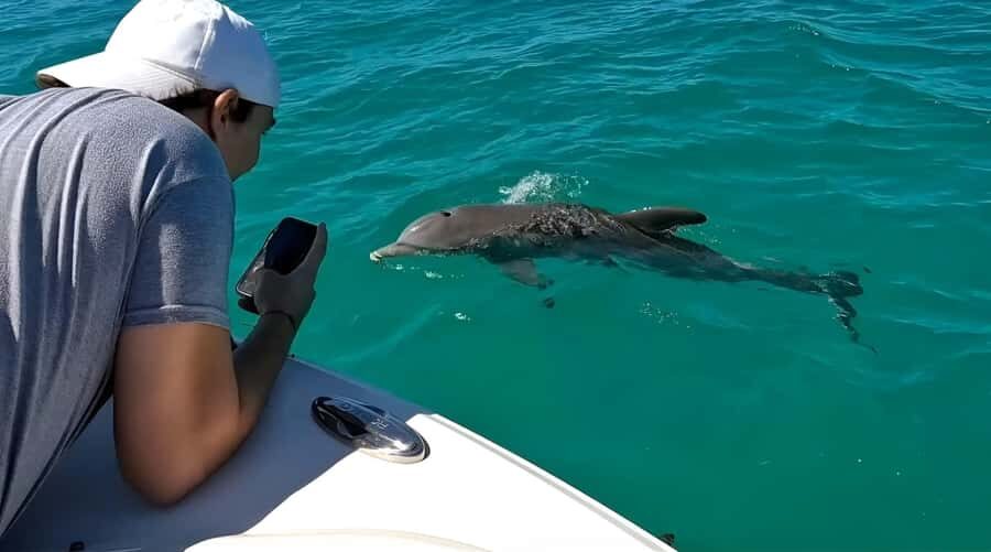Dolphin & Snorkeling Key West - The Sandbar Stop: Your Reward in Shallow, Calm Water