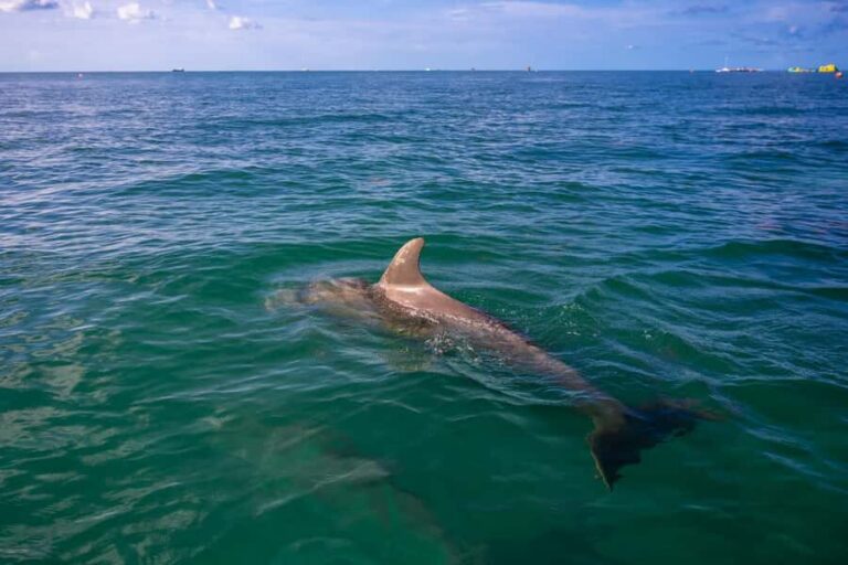 Dolphin & Snorkeling Key West - The Semi-Private Boat: Small Group Energy, Better Chances