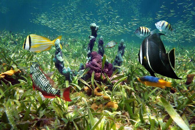 Dolphin Watching and Snorkeling Adventure in Key West - Quick Highlights