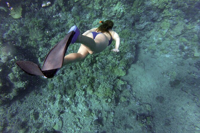 Dolphin Watching and Snorkeling Adventure in Key West - A Dolphin Hunt That Actually Makes Sense