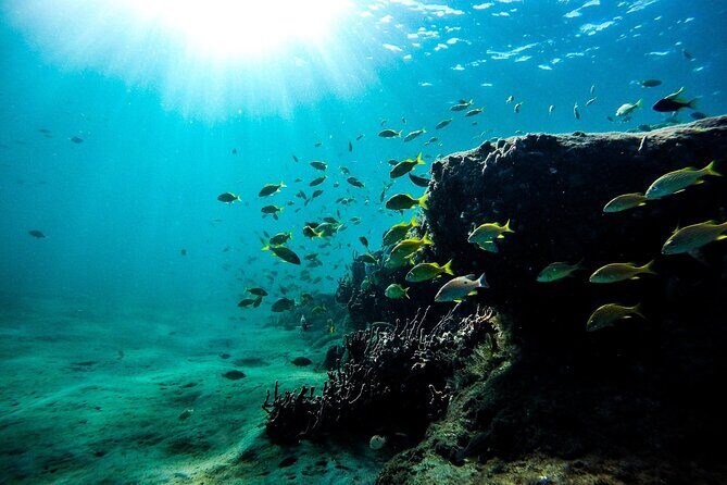 Dolphin Watching and Snorkeling Adventure in Key West - Guide and Crew: The People Who Make This Feel Smooth