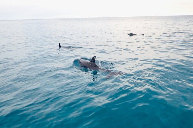 Florida Keys Backcountry Eco Tour from Big Pine Key - Wildlife spotting reality check (the fun kind)