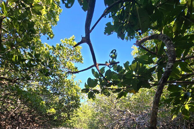 Florida Keys Kayak And Paddleboard Rentals - Kayak vs paddleboard: choosing what fits your comfort level
