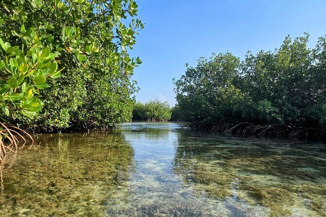 Florida Keys Kayak And Paddleboard Rentals - Should you book this Key West kayak or paddleboard rental?