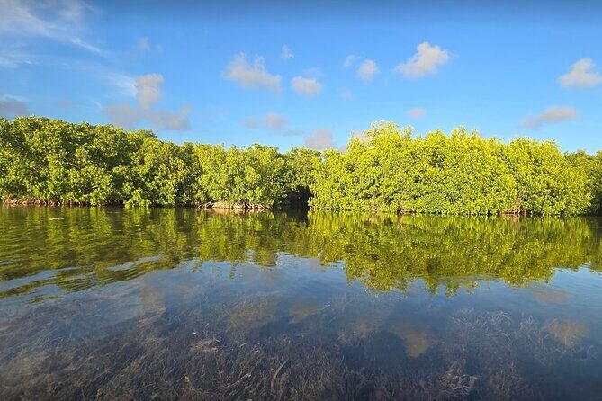 Florida Keys Kayak And Paddleboard Rentals - Wildlife spotting basics: what to look for and how to act