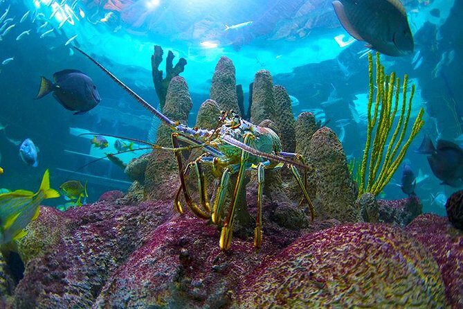 Full-Day Tour of Florida Keys Including Aquarium Encounters from Key West - Bahia Honda State Park and the Old Bahia Honda Bridge picnic