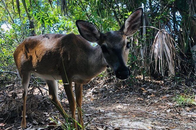 Full-Day Tour of Florida Keys Including Aquarium Encounters from Key West - Should you book the Key West Keys tour?