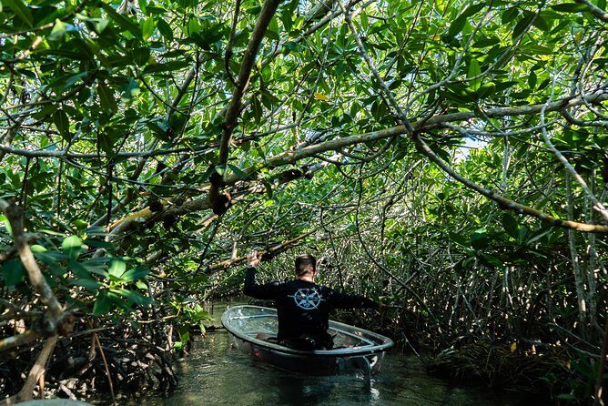 Guided Clear Kayak Eco-Tour Near Key West - Clear Kayak Eco-Tour Near Key West: the short version