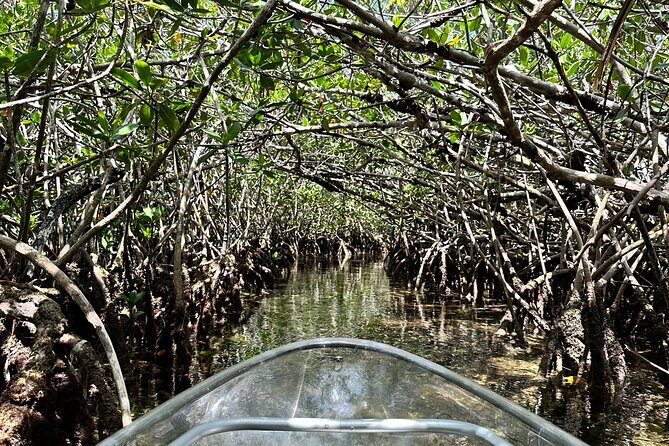 Guided Clear Kayak Eco-Tour Near Key West - Stop 2 in the backcountry: mangroves and underwater critters