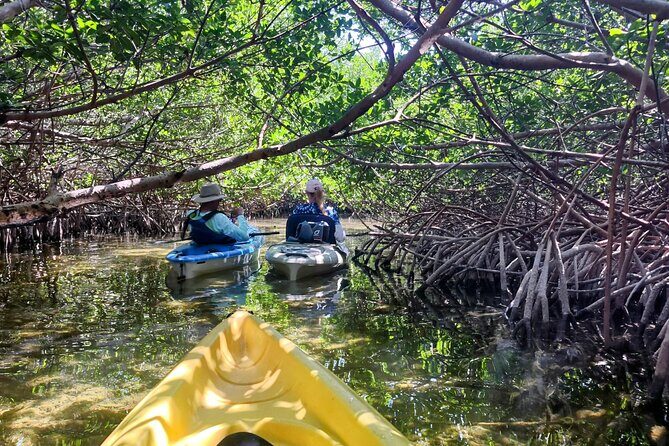 Guided Mangrove Eco Tours Kayak or Paddleboard Adventure - Key highlights I’d plan around