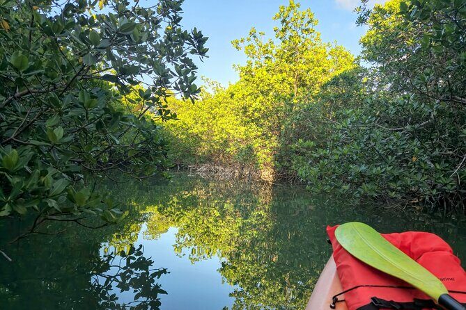 Guided Mangrove Eco Tours Kayak or Paddleboard Adventure - Boat Choice: Single/Double Kayak or Paddleboard (and How to Decide)