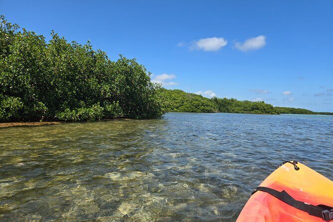 Guided Mangrove Eco Tours Kayak or Paddleboard Adventure - Gear and Comfort: What’s Included, What You Should Bring, and Why Dry Bags Help
