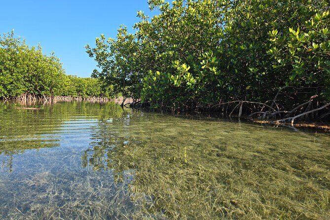 Guided Mangrove Eco Tours Kayak or Paddleboard Adventure - Pickup and Drop-Off: Less Stress in Key West with a White Nissan Shuttle Van
