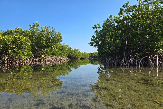 Guided Mangrove Eco Tours Kayak or Paddleboard Adventure - Price Check: Is $75 for a Guided Mangrove Tour Good Value?