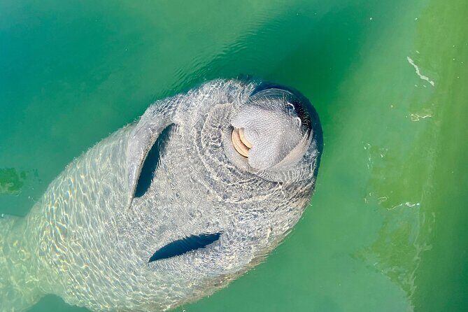 Half-Day Morning Trip from Key West with Kayaking and Snorkeling - Mangroves by Kayak: Where You Feel the Place