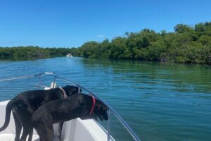 Island Hop Sandbar Adventure - The 4-Hour Cruise vs the 8-Hour Full-Day Reef Option