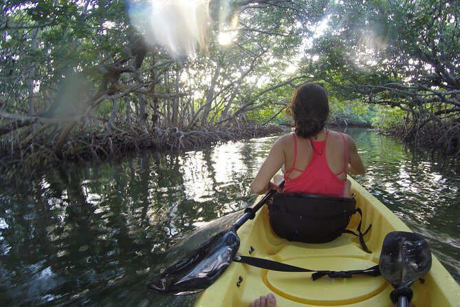 Kayak + Guided Snorkel & Morning Sail hosted by Honest Eco - Wildlife odds: sea turtles, dolphins, and even sharks