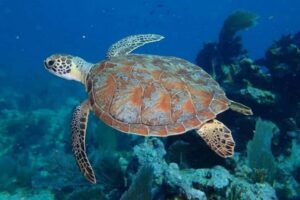 Key Largo: Snorkeling Trip - Price and Value for $80: What You’re Really Paying For