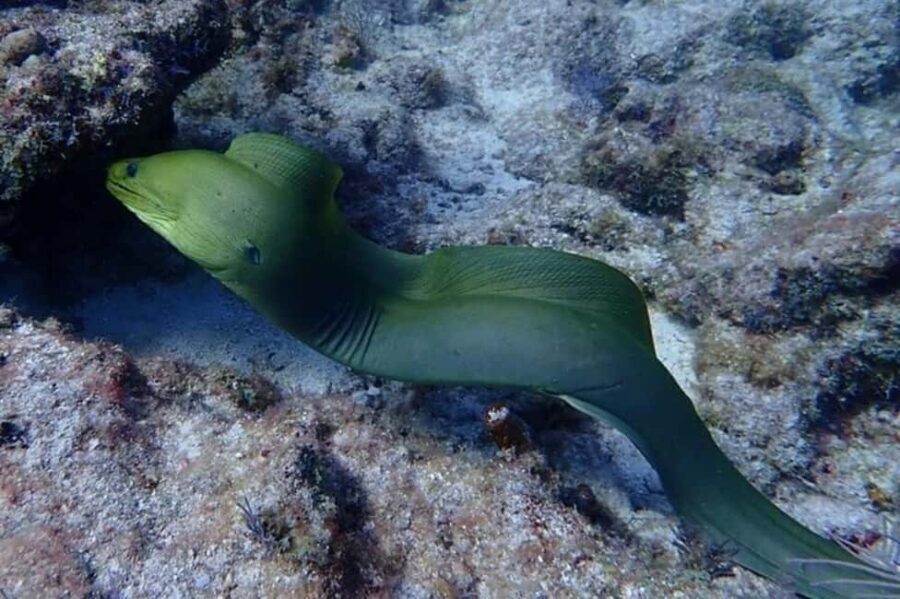 Key Largo: Snorkeling Trip - Where You Meet at Reef House: No Guesswork Start