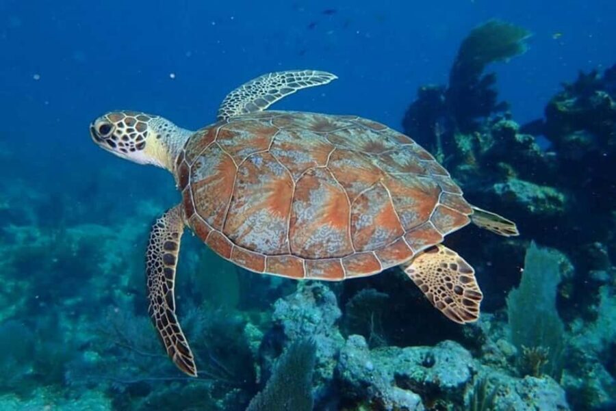 Key Largo: Snorkeling Trip - Price and Value for $80: What You’re Really Paying For