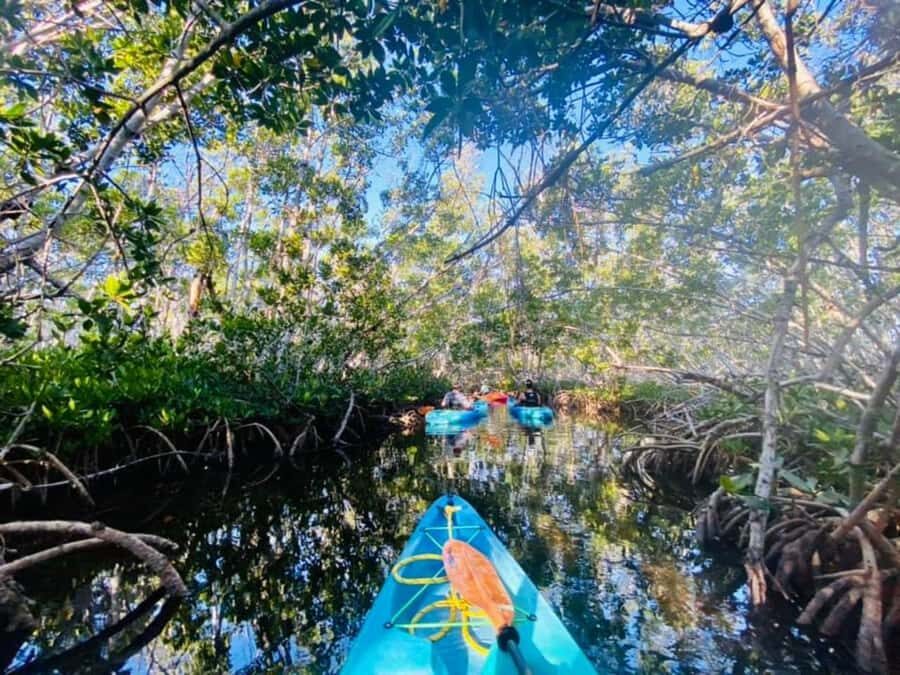 Key West: 2-hour Mangrove Kayak Tour - Key Highlights You’ll Notice Right Away