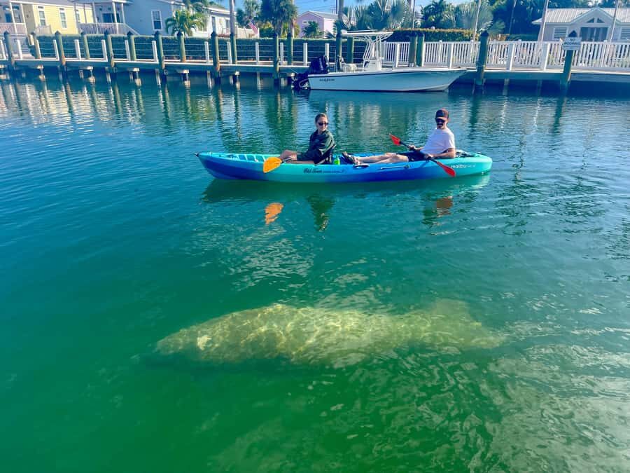 Key West: 2-hour Mangrove Kayak Tour - Wildlife Hunt, Realistically: What You Can Spot (and What You Can’t Control)