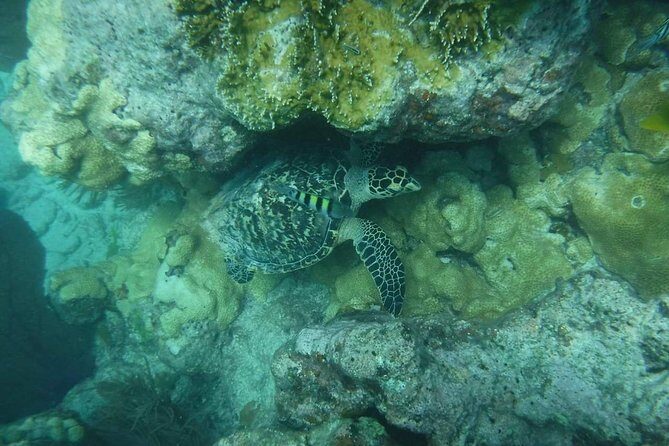 Key West 2 Reef Snorkel Tour & Sunset Cruise with Beer & Wine - Onboard instruction and safety: what helps first-timers