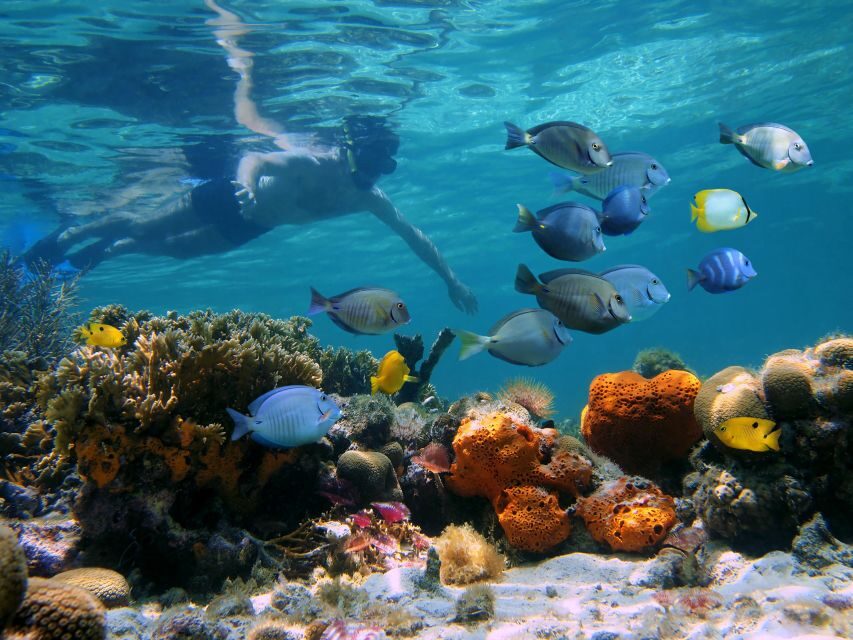 Key West: 2 Reef Snorkel With Sunset Cruise, Includes Drinks - Key highlights I’d plan around