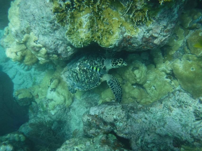 Key West: 3-Hour Afternoon Reef Snorkel with Drinks - Meeting at 201 William Street: Start Where Key West Really Starts