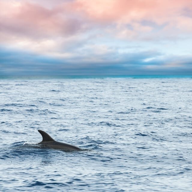 Key West: Afternoon Catamaran Sail and Dolphin Watch - Key highlights to know before you go