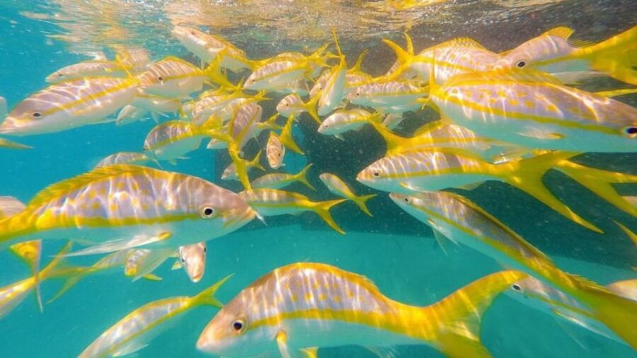 Key West: Afternoon Reef Snorkel Tour with Open Bar - Life on the Sun Deck: Open Bar Makes the Return Sail Feel Like a Treat
