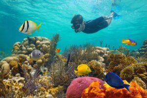 Key West Afternoon Reef Snorkeling with Open Bar - The 3-hour schedule: what happens when, and why it matters