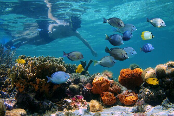 Key West Afternoon Reef Snorkeling with Open Bar - Value check: why $59.95 can work (and when it might not)
