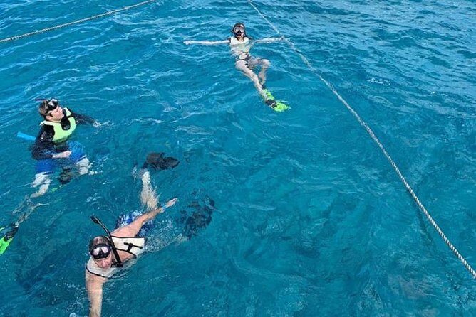 Key West Afternoon Snorkel Sail with Unlimited Cocktails! - When dolphins (and other wildlife) show up